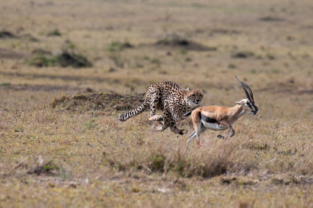 chasse du guépard