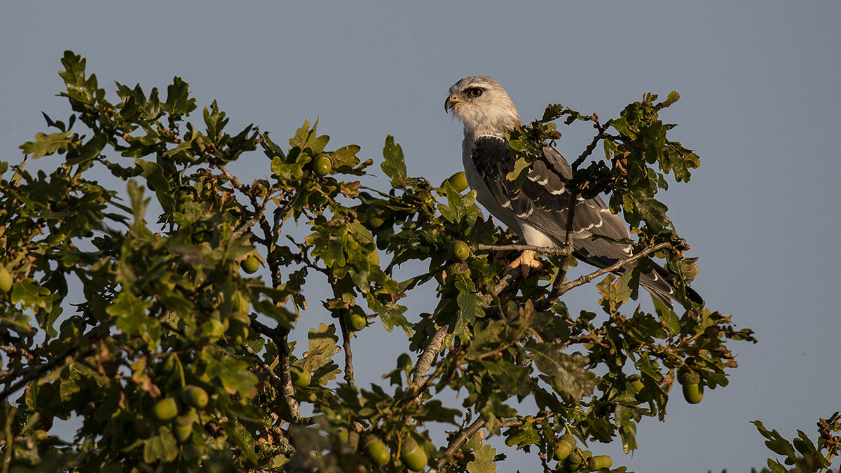 038 Tete Baissée